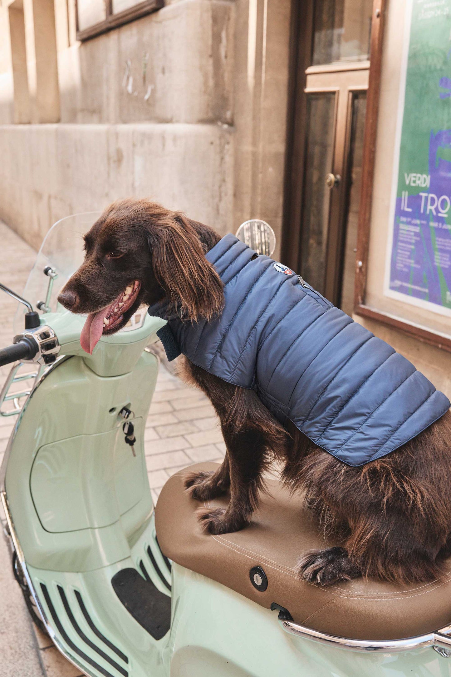 Doudoune pour chien Bluestone Cutie